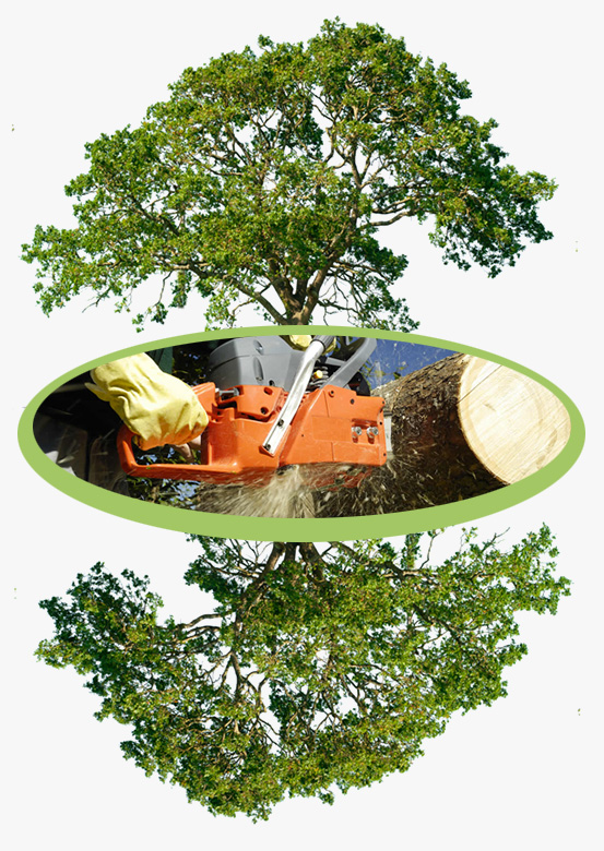 gomez tree service houston jobs