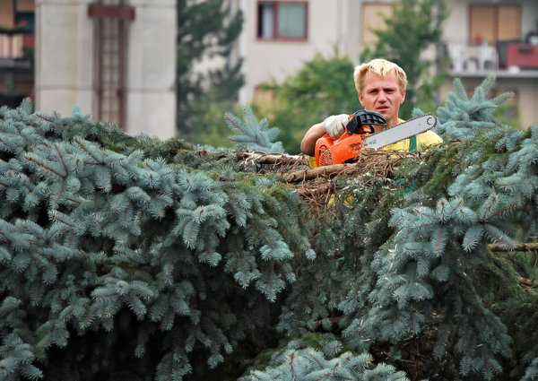 tree removal in houston