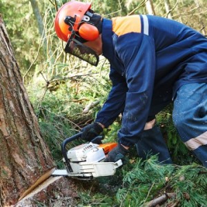 Tree Removal Houston TX